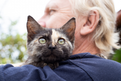 image for Homeless Cats Are Hidden Healthcare Workers